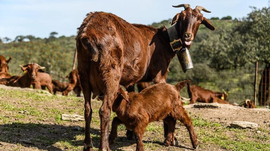 Una cabra verata con su cabrito.