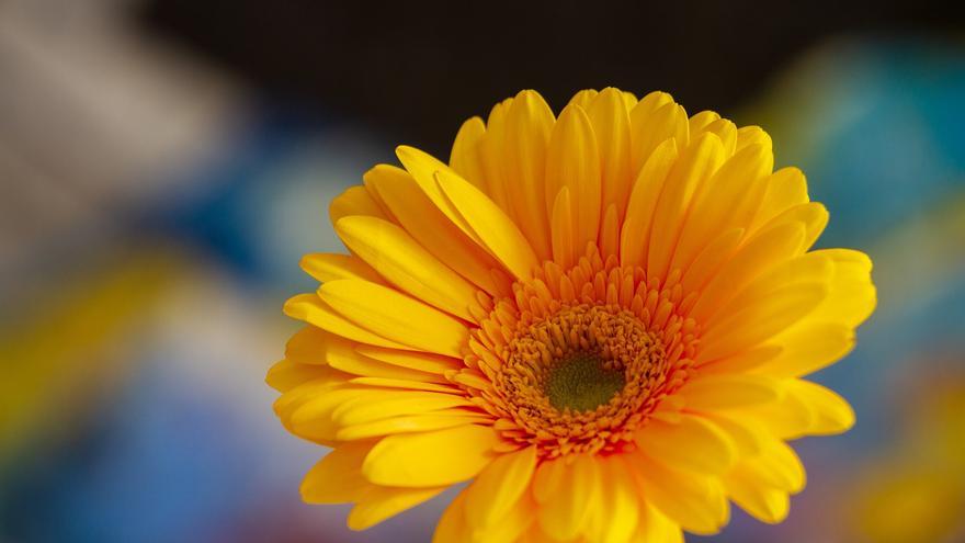 Gerbera: la flor ideal para llenar tu casa de buenas energías