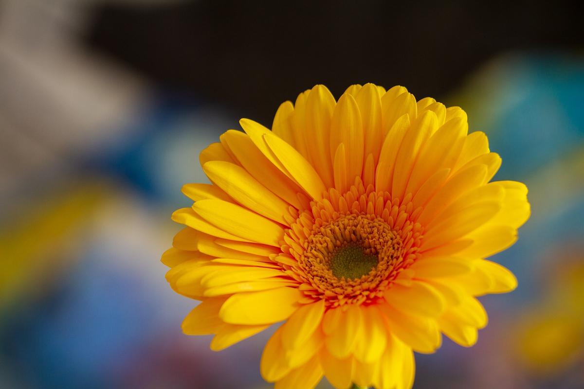 Gerbera, la flor ideal para llenar tu casa de buenas energías.