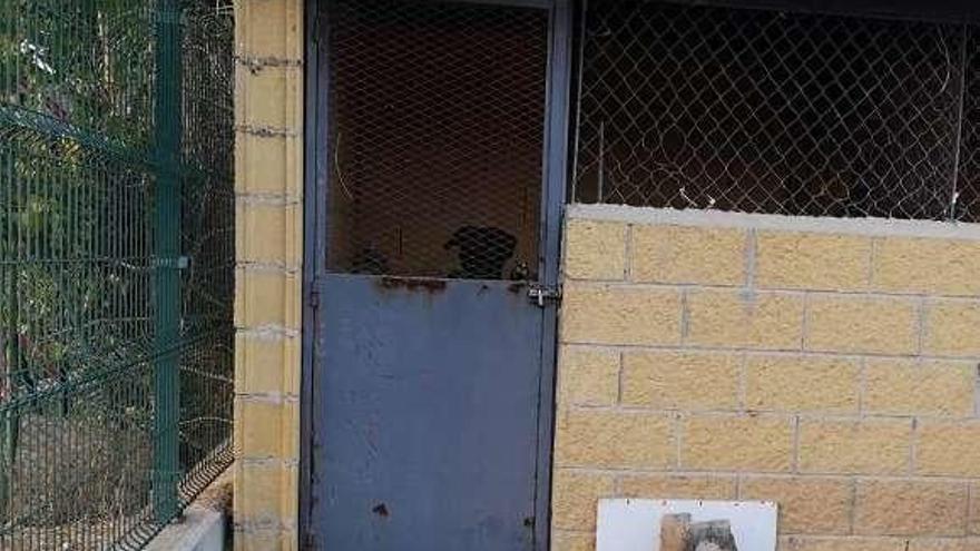 Un perro se asoma a la puerta de las instalaciones de la perrera.