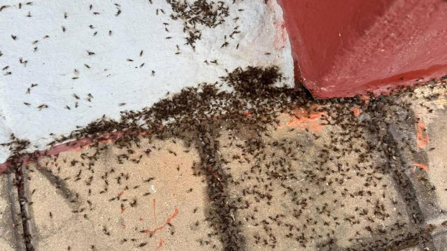 Invasión de hormigas en Telde: los vecinos cierran las ventanas para evitar que entren en sus casas