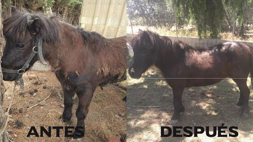 El poni antes y después de ser rescapato.