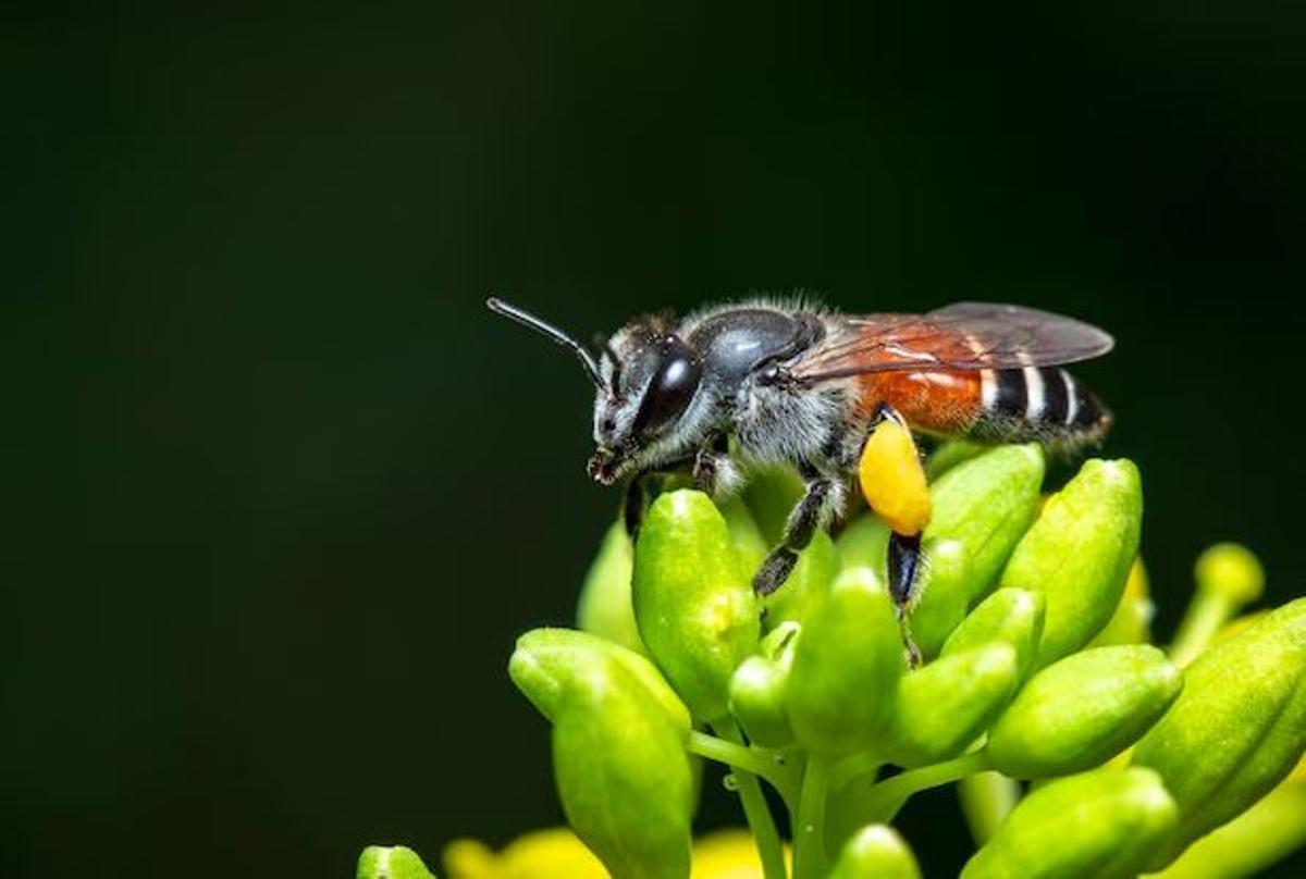 Las abejas enanas rojas desplazan a las nativas