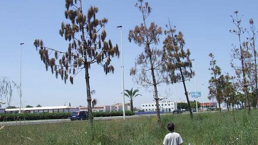 Un aspecto actual de los pinos canarios trasplantados junto a la carretera CV-905 .