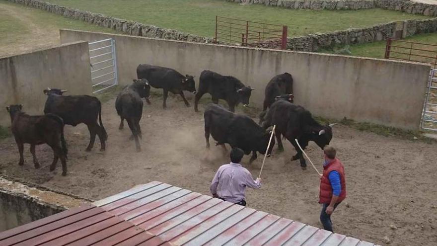 Antonio Domínguez y Antonio Vázquez separan dos animales en el mueco de Villar del Buey.