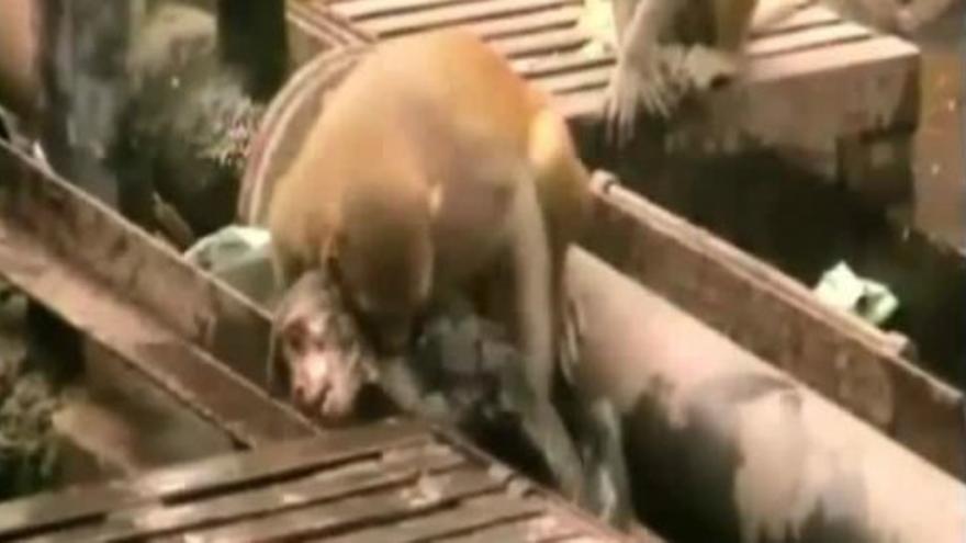 Un mono rescata a otro en una estación de la India