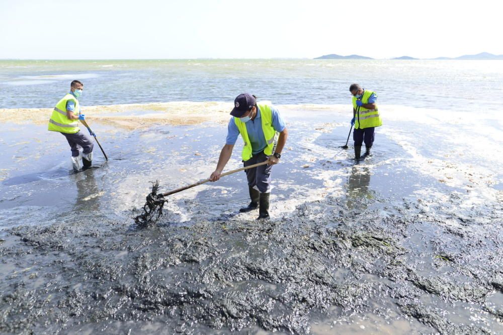 Limpieza del Mar Menor en Los Alcázares