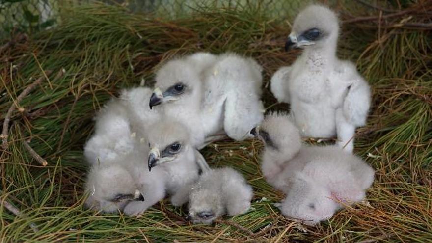 Nachwuchs beim Habichtsadler.