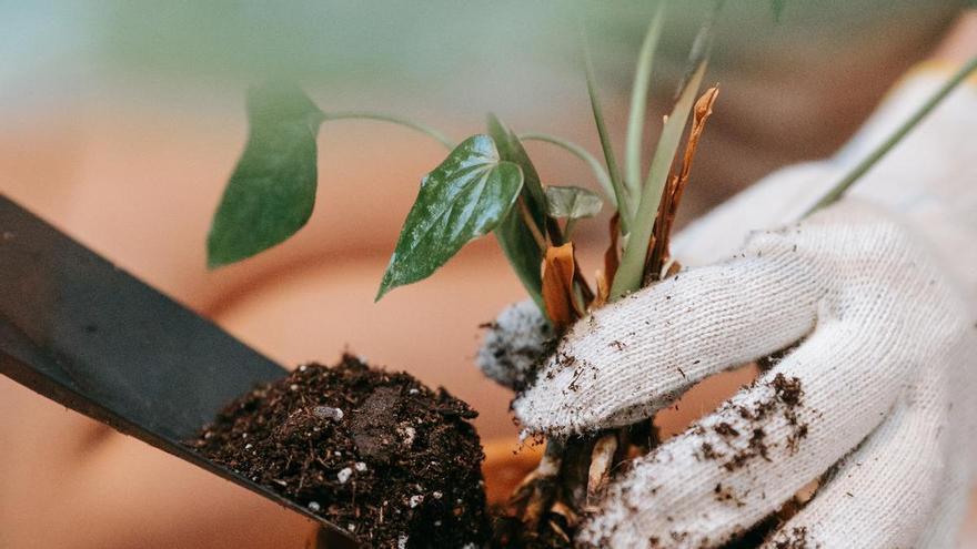 CÓMO DISECAR UNA FLOR  Los mejores trucos para disecar una flor en menos  de cinco minutos