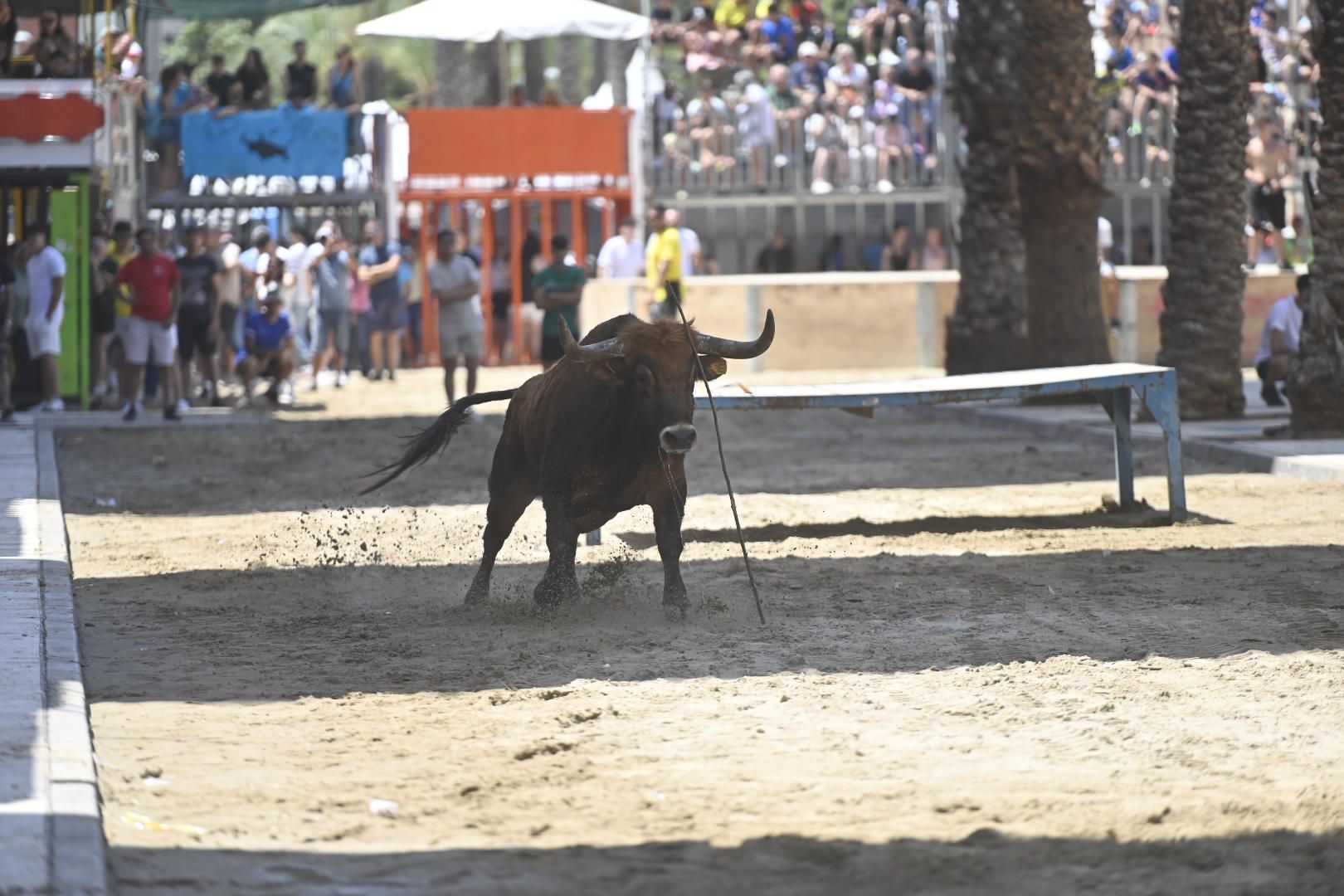 El ‘bou’ toma protagonismo mañana, tarde y noche en el Grau en fiestas