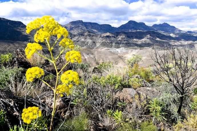 GRAN CANARIA 26-01-2019  SANTA LUCIA DE TIRAJANA-SAN BARTOLOME DE TIRAJANA. Fotos al macizo de Amurga. Fotos a los terrenos de la familia de Román comprados por el Cabildo.  FOTOS: JUAN CASTRO