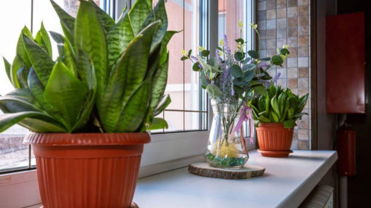 7 plantas de interior que absorben la humedad - Mejor con Salud
