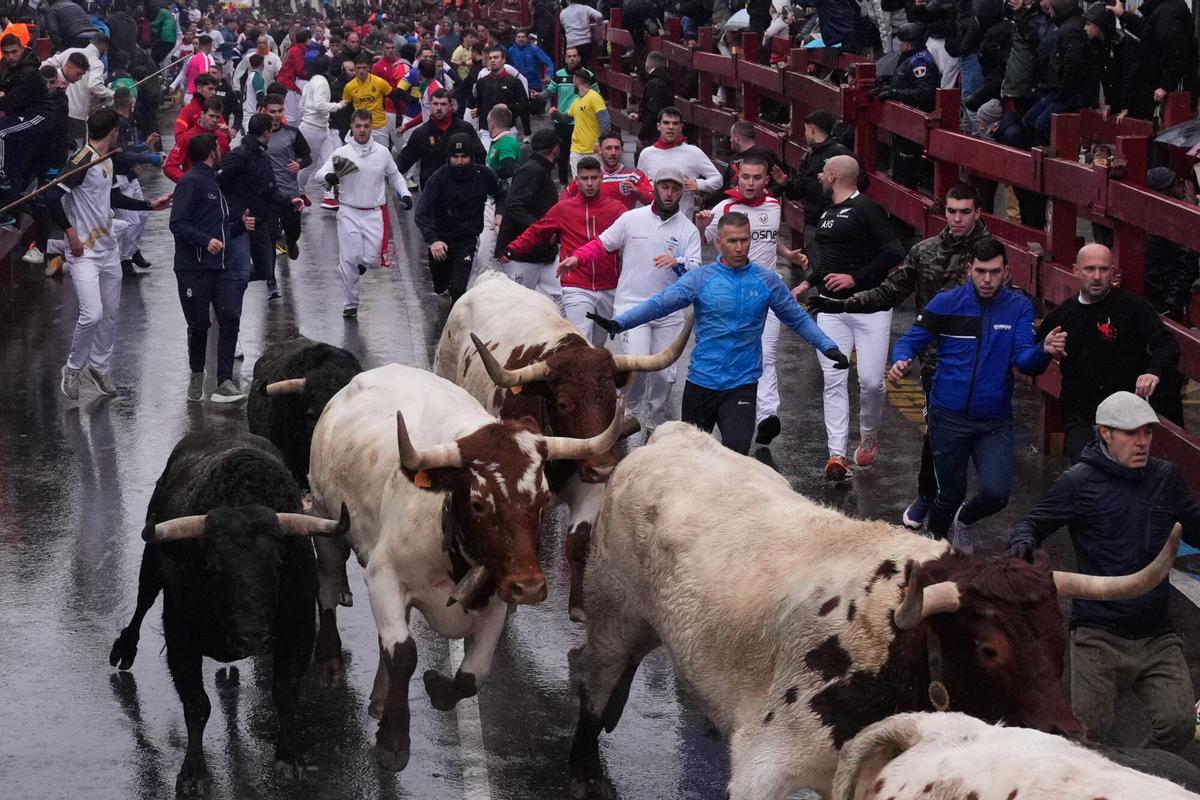 Varios mozos corren junto a toros y cabestros de la ganadería Zalduendo en el primero de los Encierros Blancos.