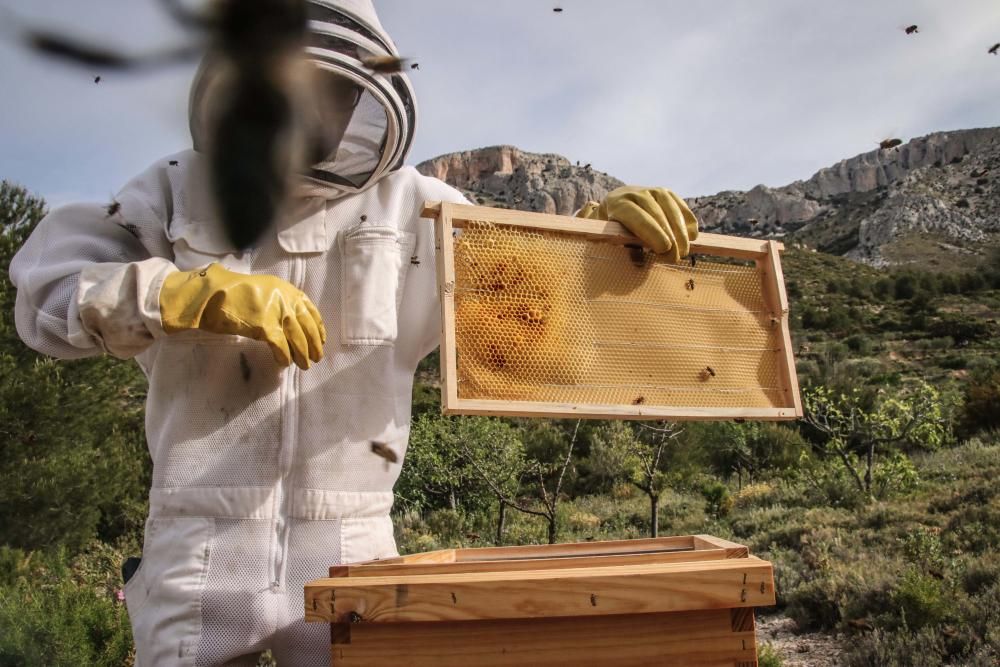 La fumigación contra la Xylella acaba con el 30% de los panales de abejas de la provincia de Alicante.