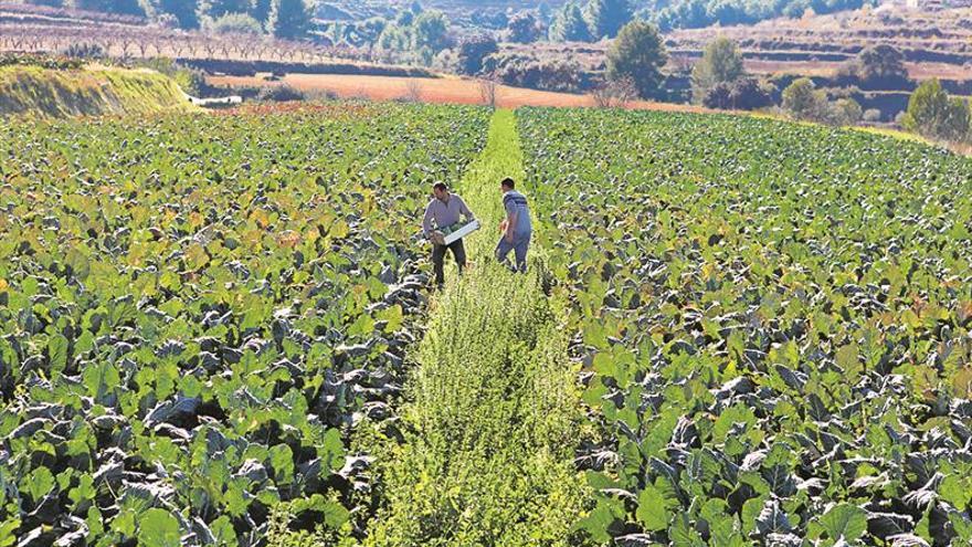 Estableixen les bases per a potenciar la producció ecològica