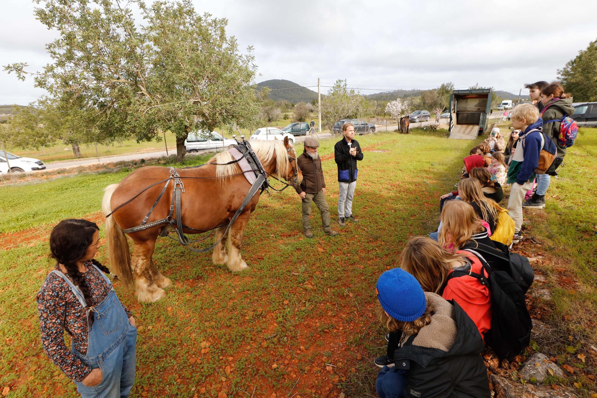 Galería de imágenes de la 'Festa de la Sitja' de Santa Agnès