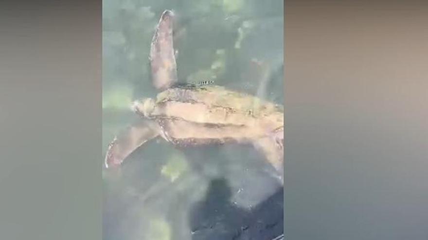 Avistan un ejemplar de la tortuga más grande del mundo en la