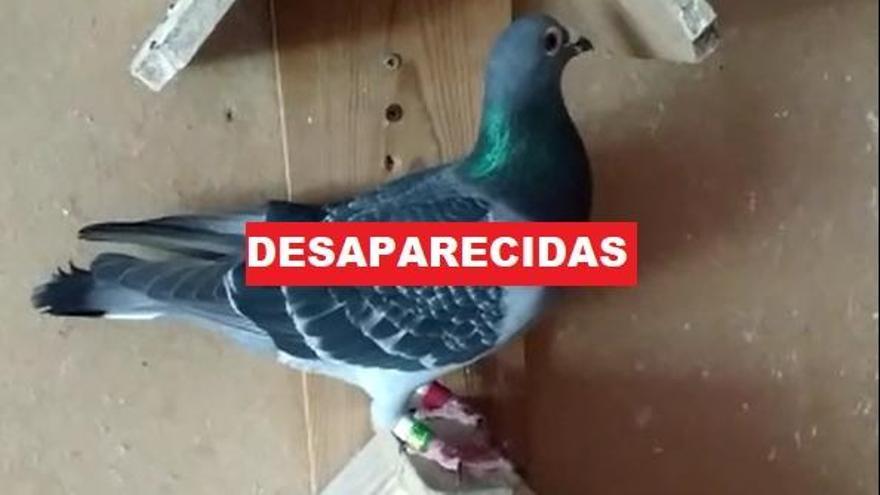 Una de las palomas mensajeras perdida encontrada en Vigo.