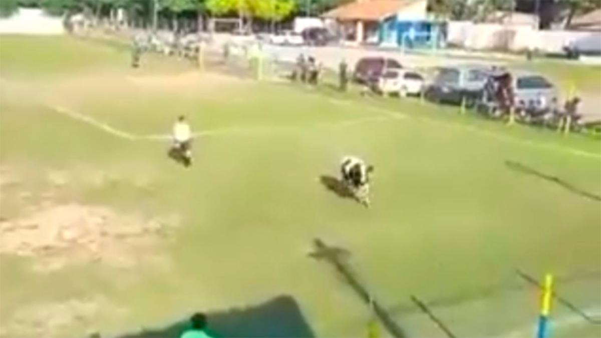 Ella estaba en su hábitat y nadie quería que la molestara... ¡pero paró un partido de fútbol!