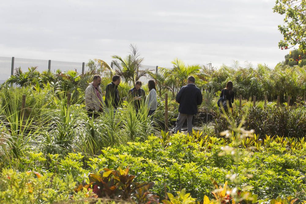 Vivero de Santa Cruz de Tenerife