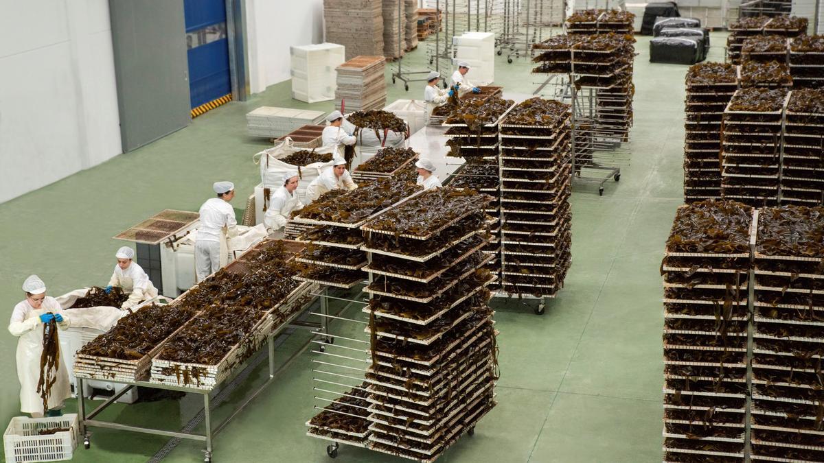Sala de tratamiento de algas de la empresa gallega Algamar.