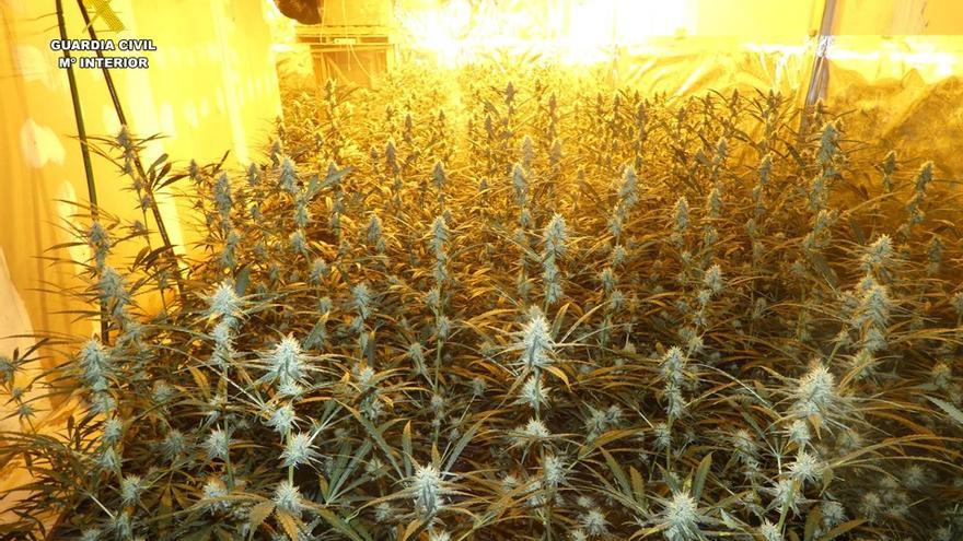 Una nave industrial en pleno centro de Els Poblets escondía un cultivo de 2.434 plantas de marihuana