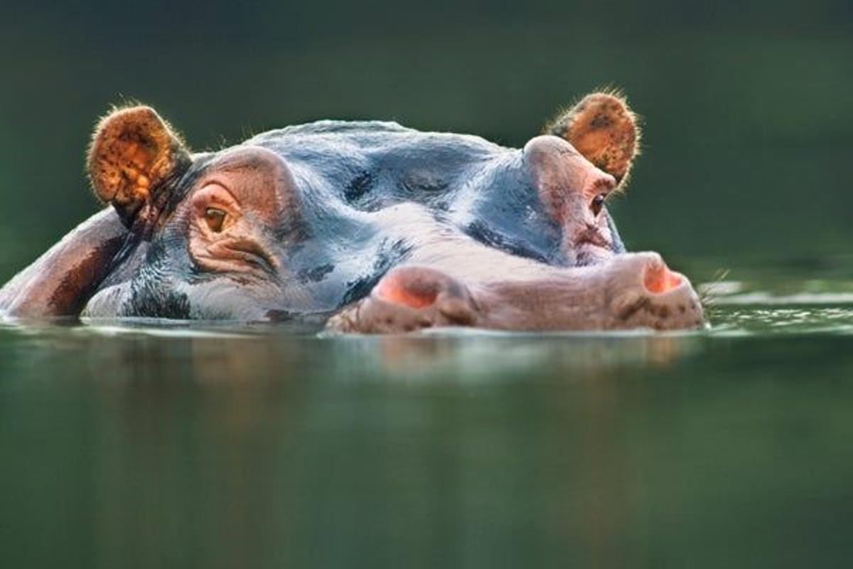 Parque Nacional Garamba