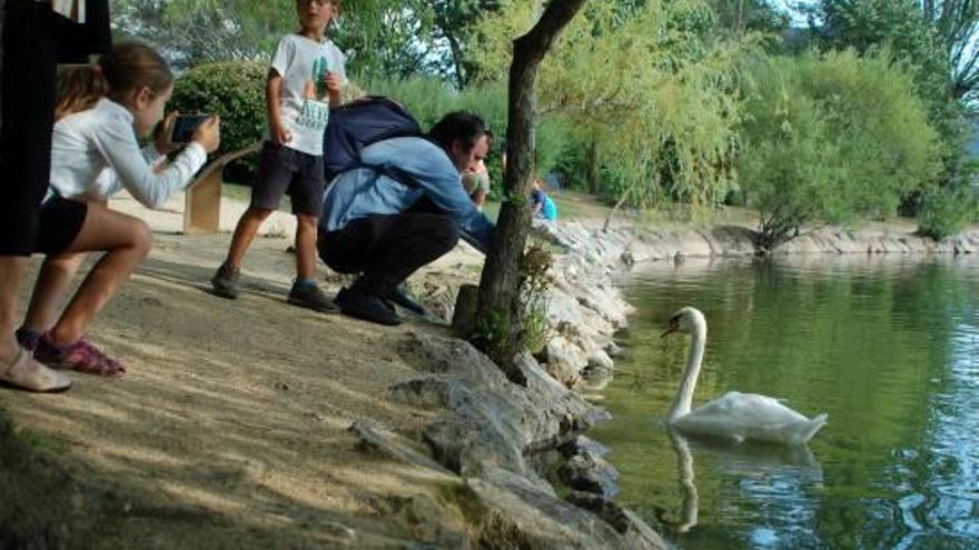 Un grup de turistes s&#039;acosta a l&#039;únic cigne que hi havia, fins dilluns, a l&#039;estany de Puigcerdà.