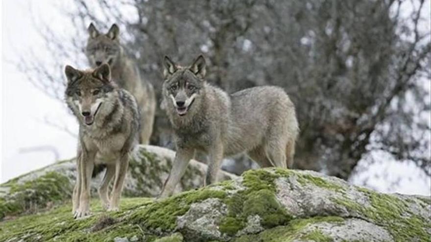 El lobo reduciría la tuberculosis en la fauna y el ganado de Sierra Morena