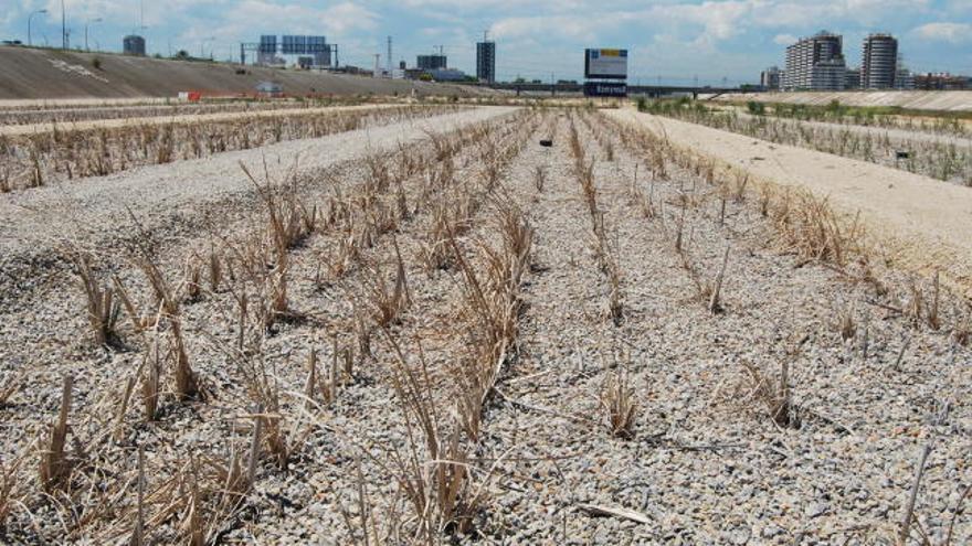 Aspecto que presentan las eneas sembradas en el «filtro verde» del cauce, justo debajo del puente de la pista de Silla