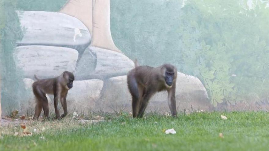 CGT denuncia que el Ayuntamiento utiliza a alumnos de una escuela taller del Botánico para el Zoológico