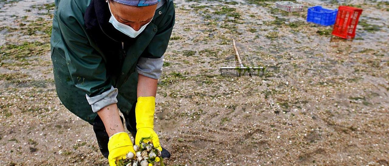 Una mariscadora muestra el marisco levantado, en la Compostela, ayer.