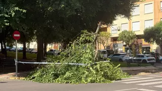 Segundo árbol caído esta semana: esta vez en la avenida Corte de Peleas