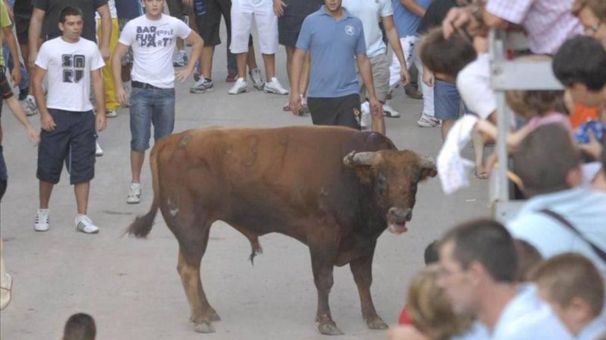 Vila-real exhibirá 8 cerriles en las fiestas de la Mare de Déu de Gràcia