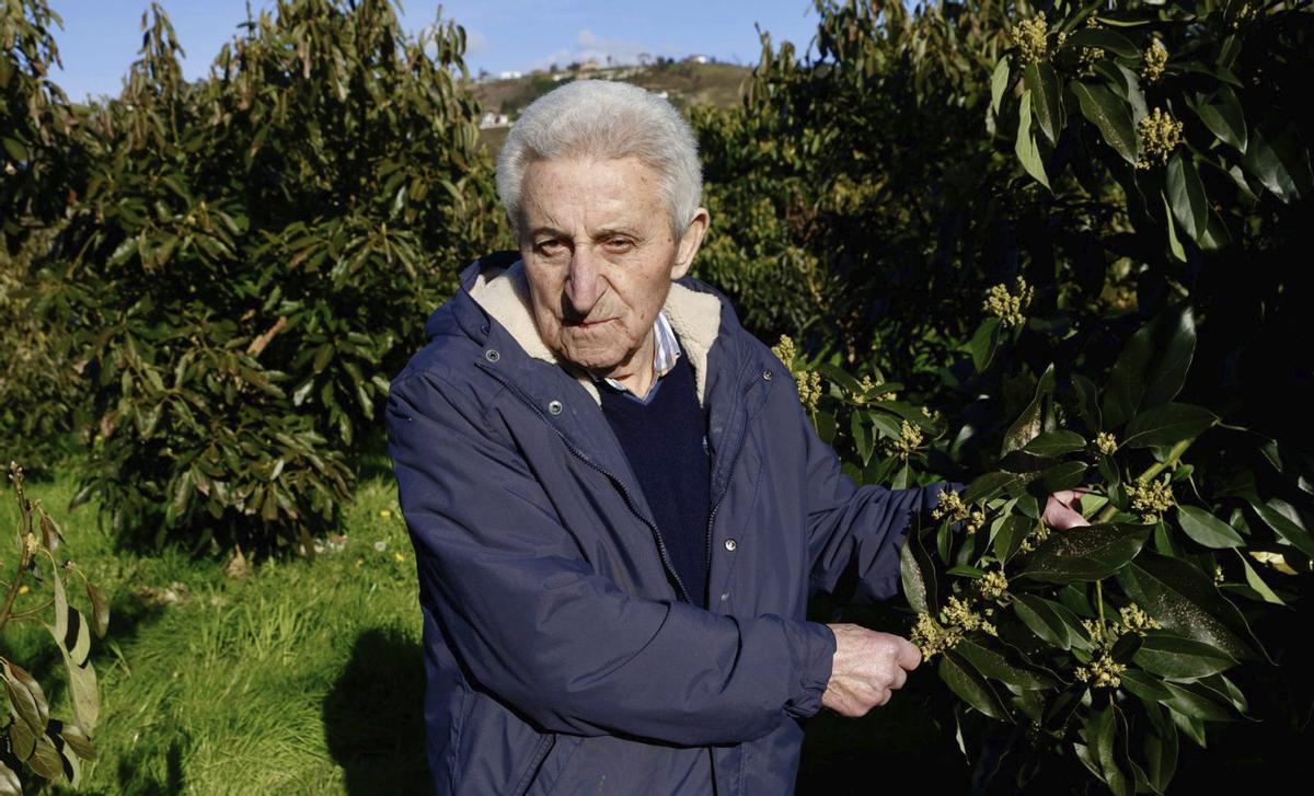 Horacio Cuesta Cifuentes, en la plantación de aguacates en los prados de su casa, en el barrio de Cefontes, Cabueñes.