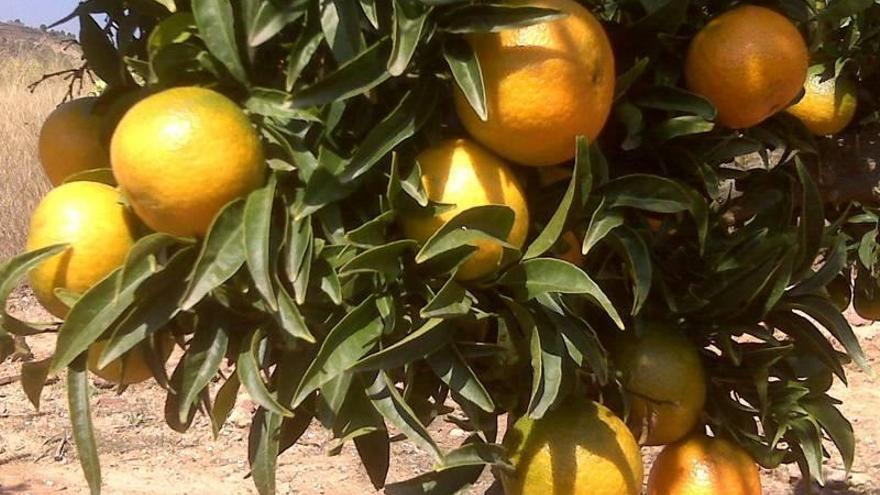 La próxima campaña de naranja tendrá menos fruta