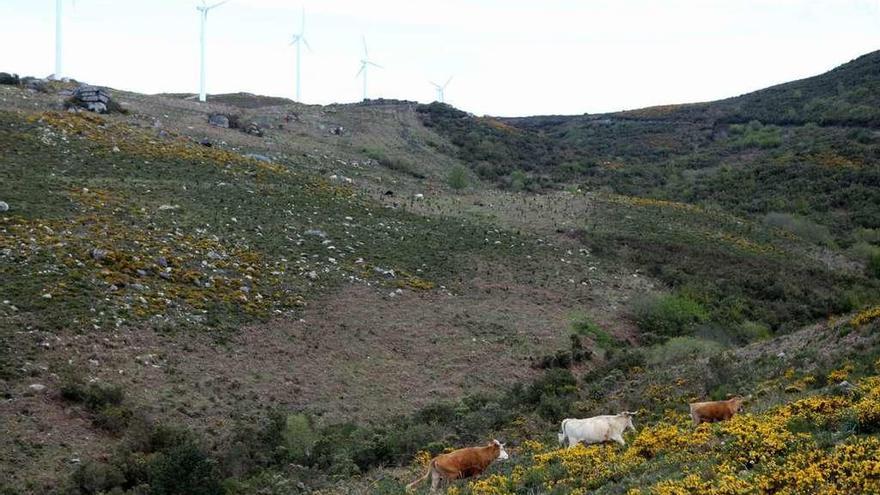 Zonas del monte comunal de Seixo y sus aerogeneradores pasarán a pertenecer a Forcarei. // Bernabé