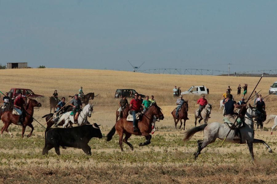 Fiestas en Zamora: Encierro en El Pego