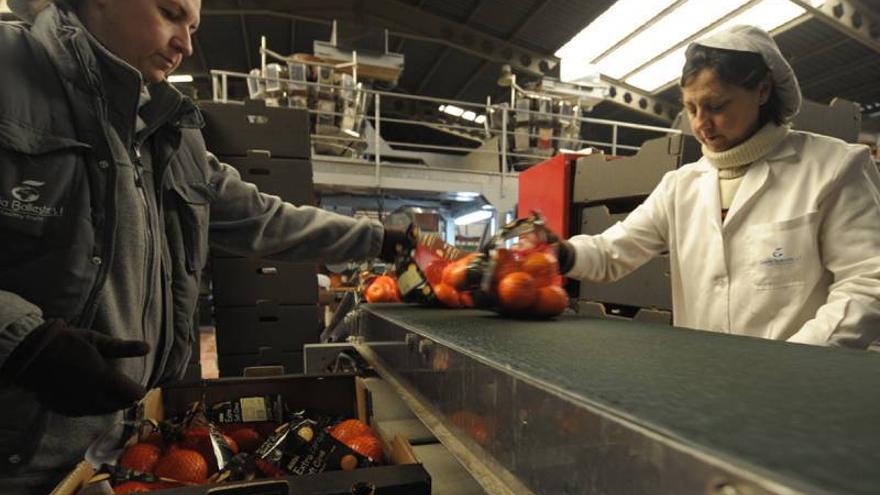 Marruecos exporta más clementinas a Europa pero no amenaza al sector