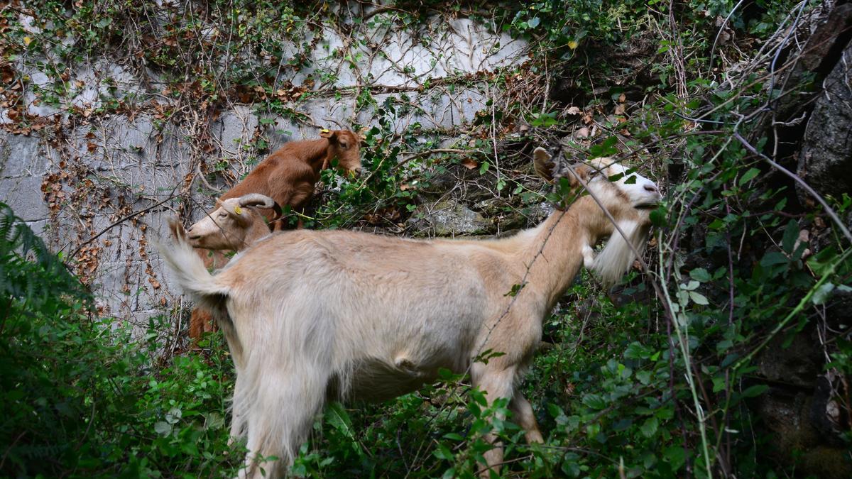 Los tres ejemplares que limpiaron la finca de Cangas.