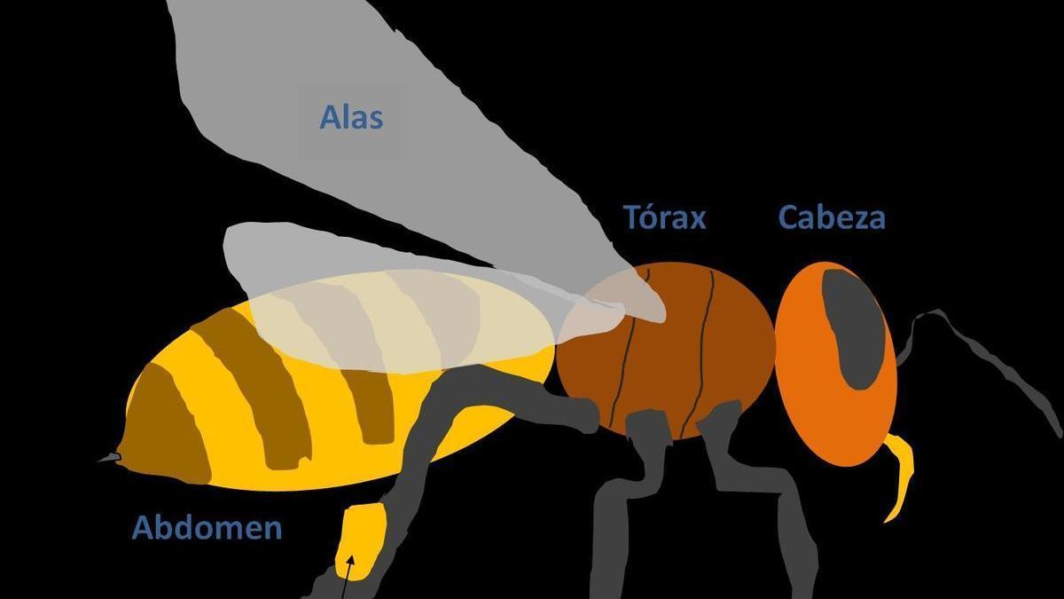 El mundo de las abejas.