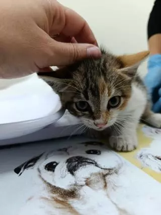 Benigànim prepara su semana de bienestar animal