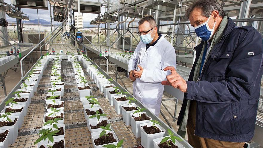 Investigadores de la Universidad de Alicante controlan el proceso de producción del cannabis con blockchain
