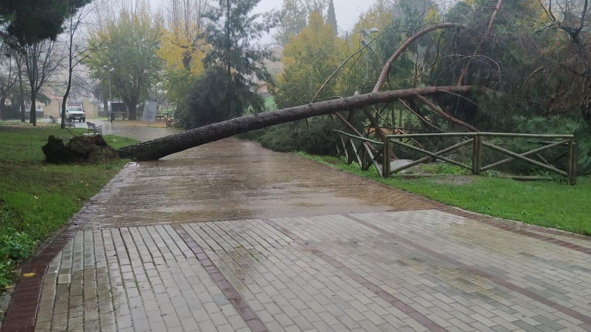 Caída de un árbol en el parque del Príncipe de Cáceres a causa de la borrasca Efraín.