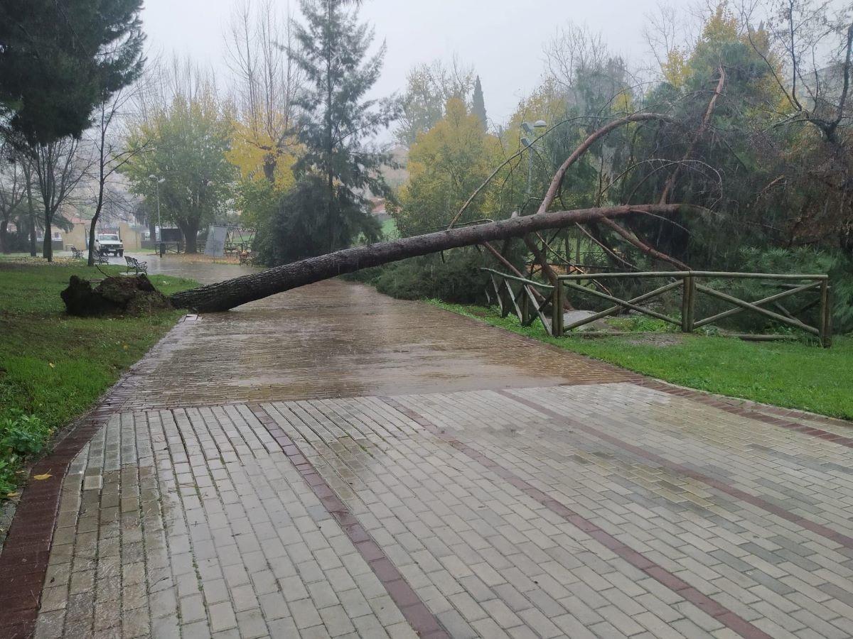 Caída de un árbol en el parque del Príncipe de Cáceres a causa de la borrasca Efraín.