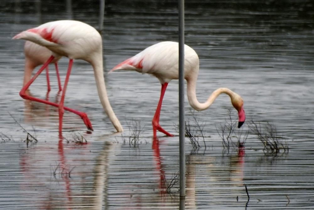 Flamencos y todo tipo de aves en la Laguna de Villena