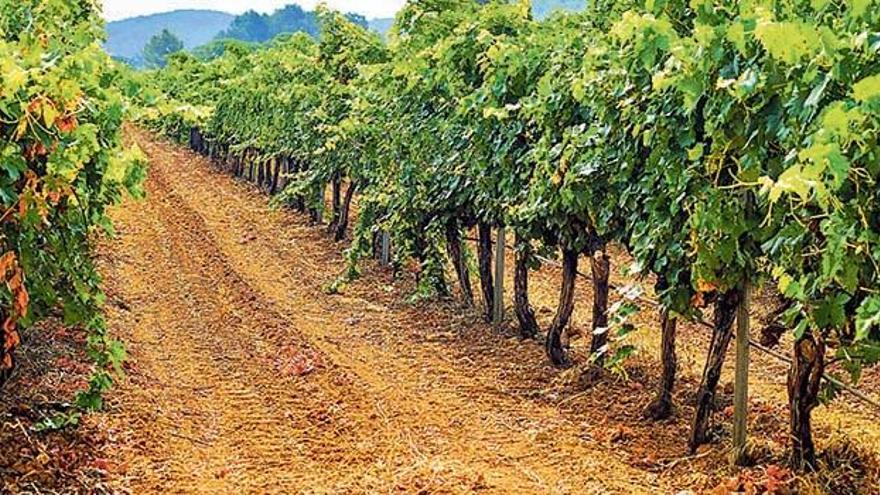 Viñedos de la bodega Can Rich en Buscastell,una de las bodegas ibicencas que produce vinos de la tierra.