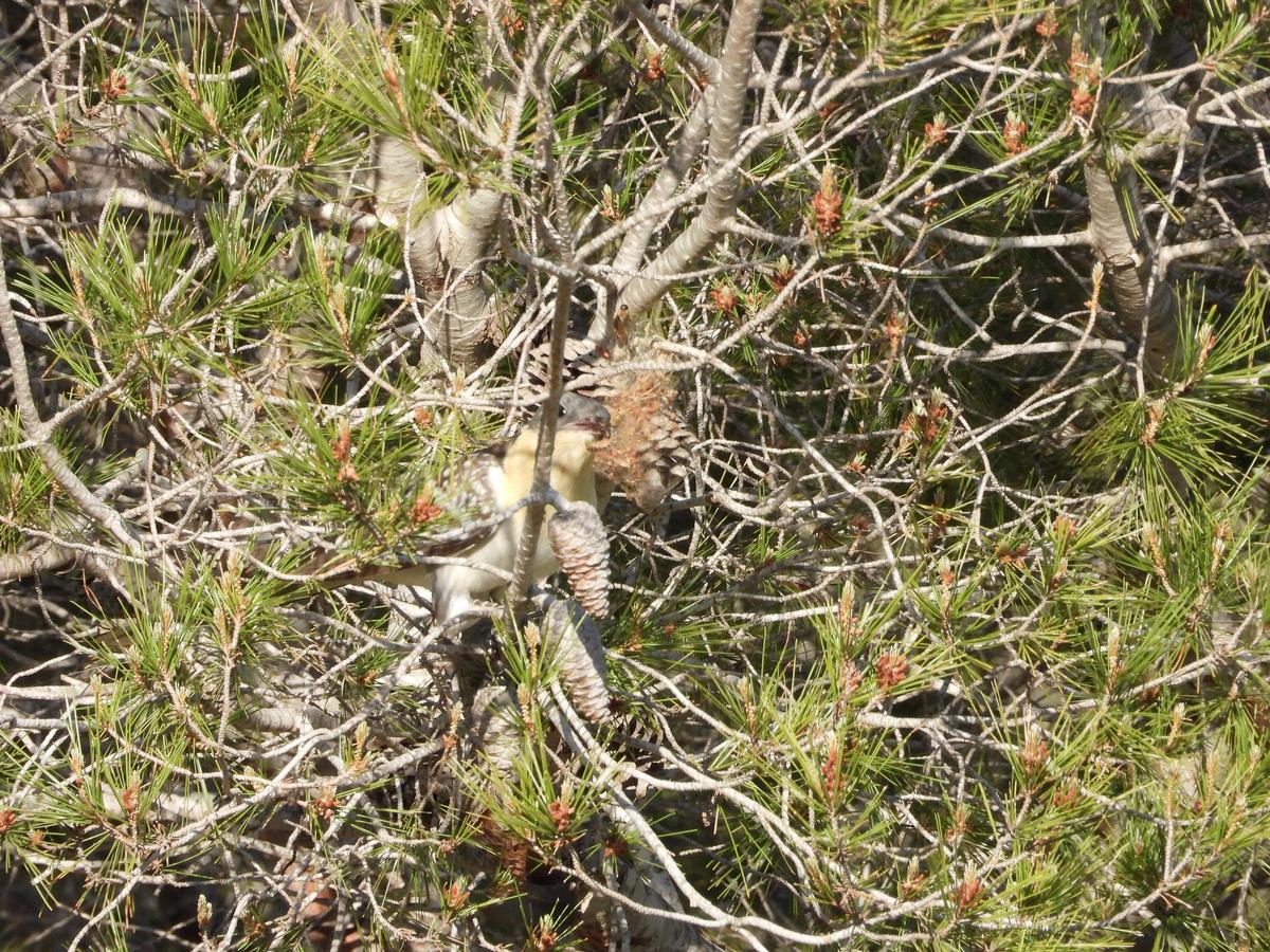 Un ejemplar de críalo ataca un nido de procesionaria en un pino de la Sierra de Crevillente