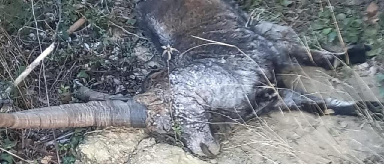 Cadáver de una cabra hispánica afectada por la sarna encontrado en el término de Albocàsser.