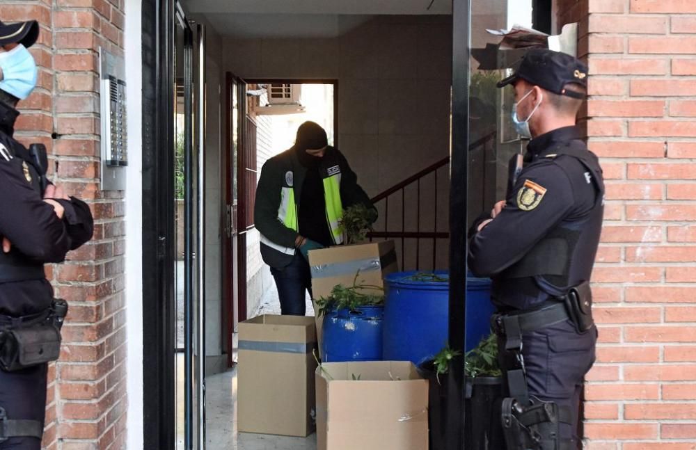 Hallan 300 plantas de marihuana en una casa del barrio del Infante de Murcia